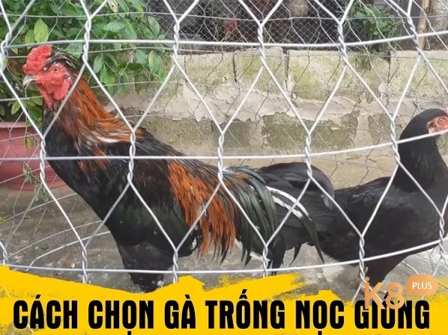 Cách chọn gà trống giống là có xương cốt chắc khoẻ, khung xương lớn