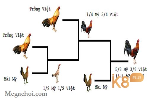 Trong lai 3 dòng, bố hoặc mẹ là con lai, sau đó lai tạo với gà thuần khác