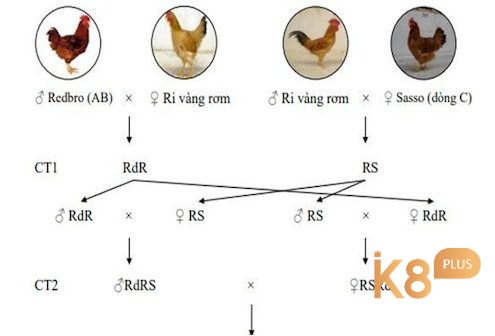 Lai 4 dòng có bố mẹ đều là con lai