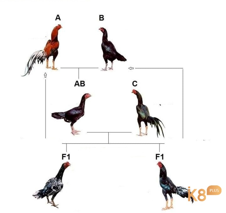 Cách đổ gà đá cận huyết vừa với khoảng cách 2 đời