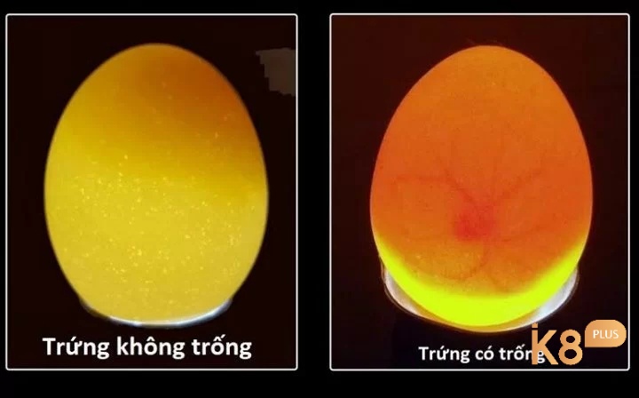 Trứng gà có trống có phôi thai, trứng gà không trống không có phôi thai