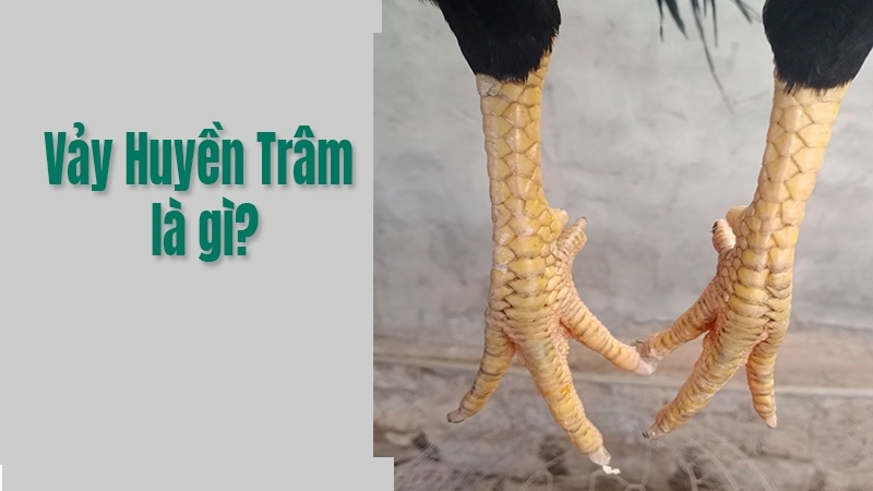 Vay ga huyen tram là gì? Cách nhận biết và huấn luyện hiệu quả