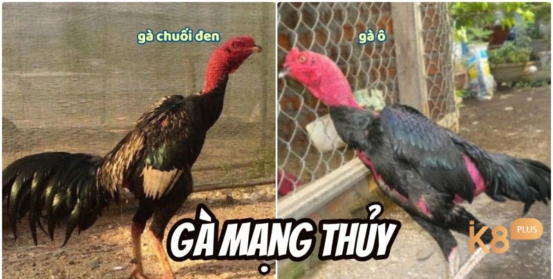 Các chiến kê mạng Thủy mang bộ lông đen tuyền