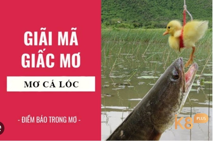 Mộng thấy bắt cá lóc có ý nghĩa gì?