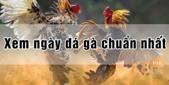 Khám phá những lưu ý cực kỳ quan trọng trong cách xem ngày gà đá cho người chơi mới nhé